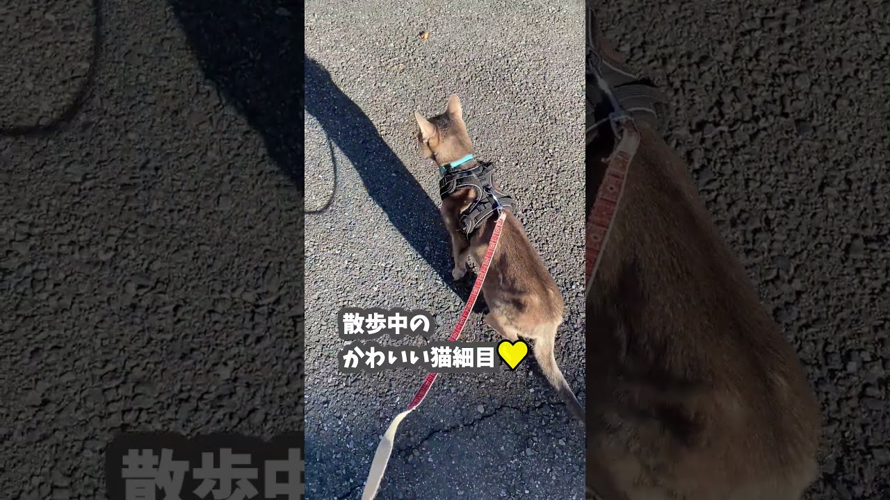 (アビ) 散歩中のかわいい猫細目 #shorts #アビシニアン #猫散歩