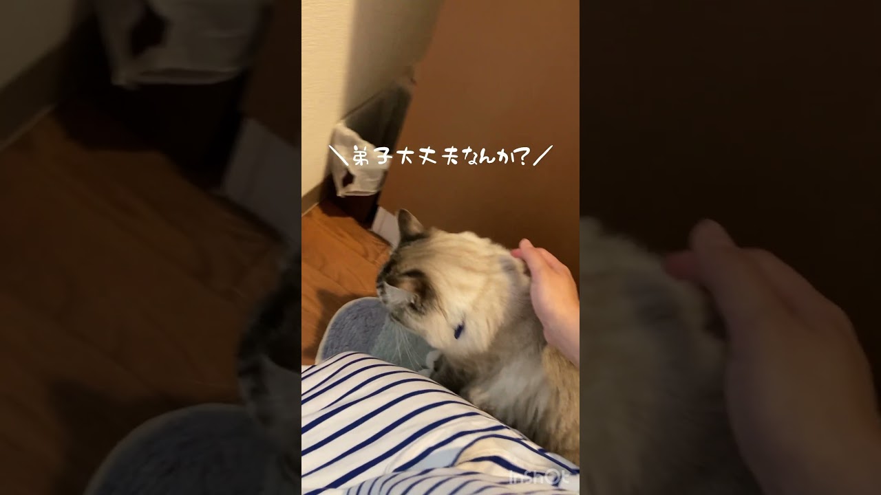 赤ちゃんの沐浴が心配なネコ #cat #ラグドール #猫 #ねこ #ベビーキャット #ねこのいる生活 #赤ちゃん #赤ちゃんと猫 #baby #shorts #short