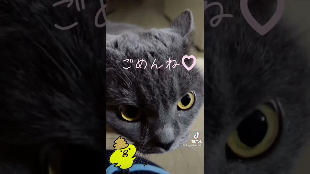 メイちゃん、うん○はトイレでするんだよ    #シャルトリュー #japan #kawaii #ねこ #猫#シャルトリュー