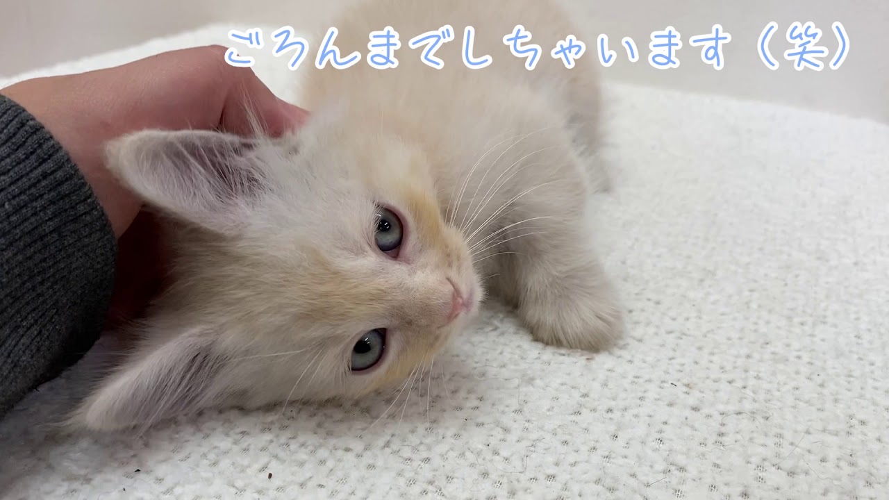 【マンチカン】人見知りってなぁに？とっても懐っこい子がやってきた♡