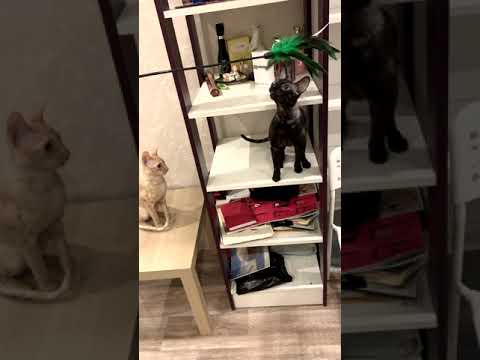 Cute cats playing with feathers on a stick #shorts