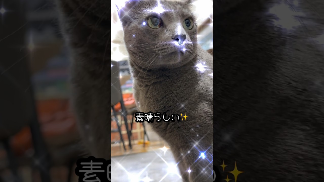 【ロシアンブルー】めろん、今朝のベルチン🛎️おねだり...こんな感じ🤭【猫】#shorts