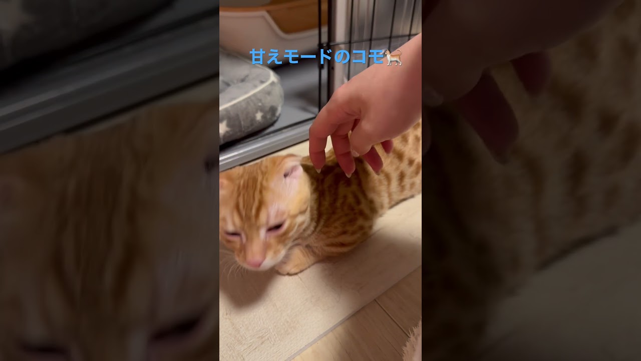 見つ目あい〜🤍 #キンカロー #猫 #子猫 #猫のいる暮らし #cat #catlover #catvideos #고양이 #catlovers #catvideo