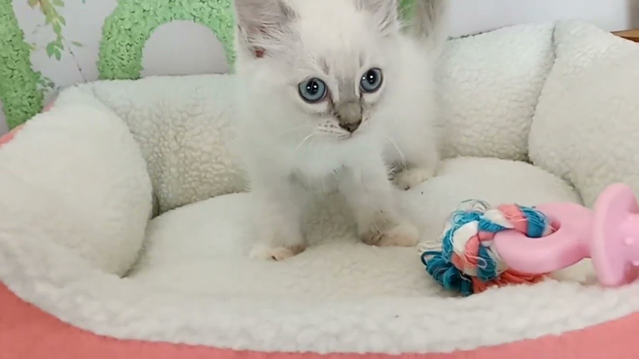 658044 ラグドール