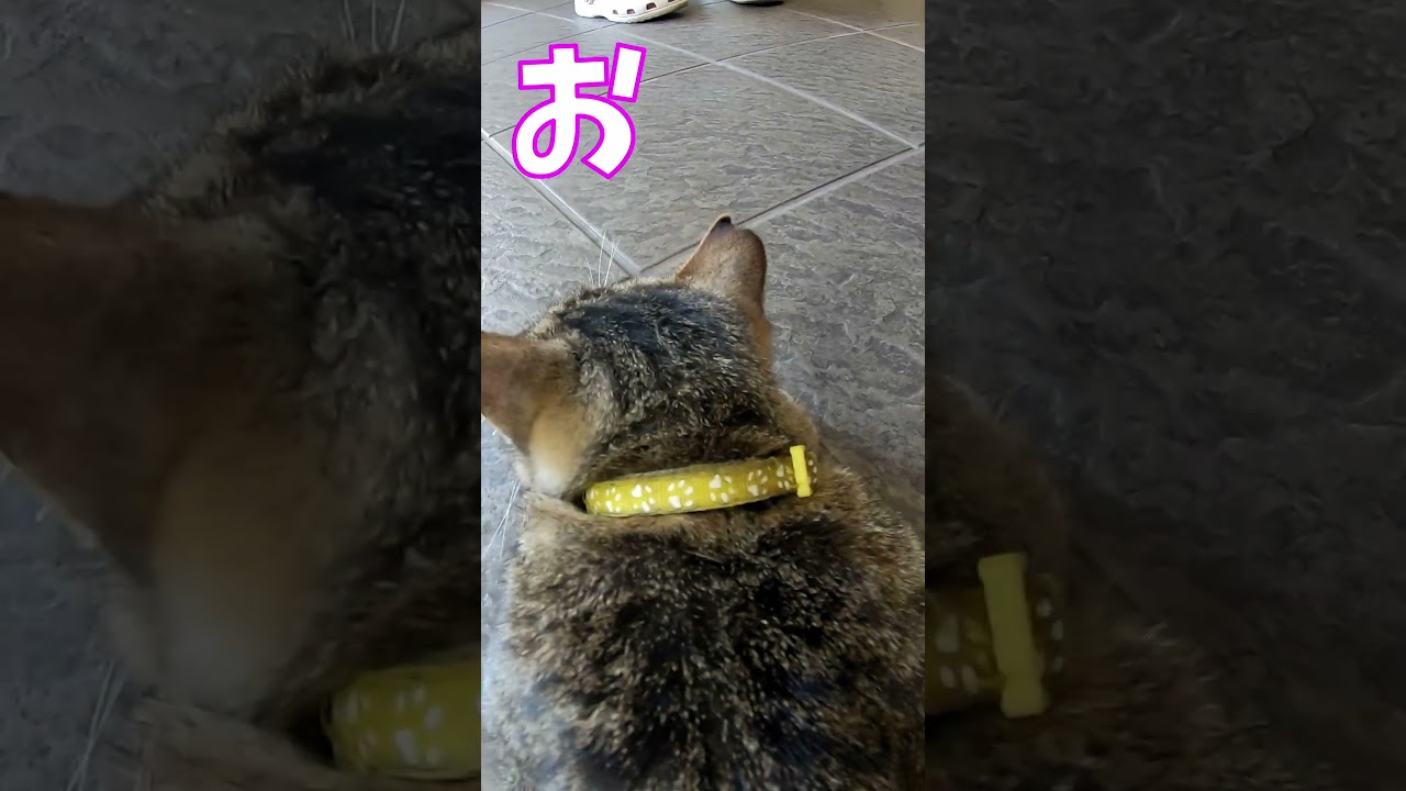 猫」「CAT & PEACE」 #cat #ソマリ #ねこ動画 #猫動画 #猫好きさんと繋がりたい #野良猫