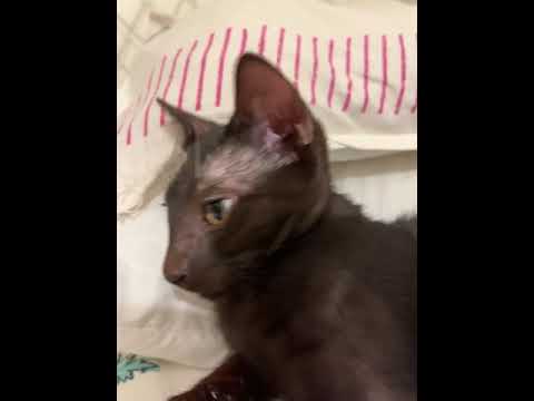 Addressing a 🐾 🐈 sweetly