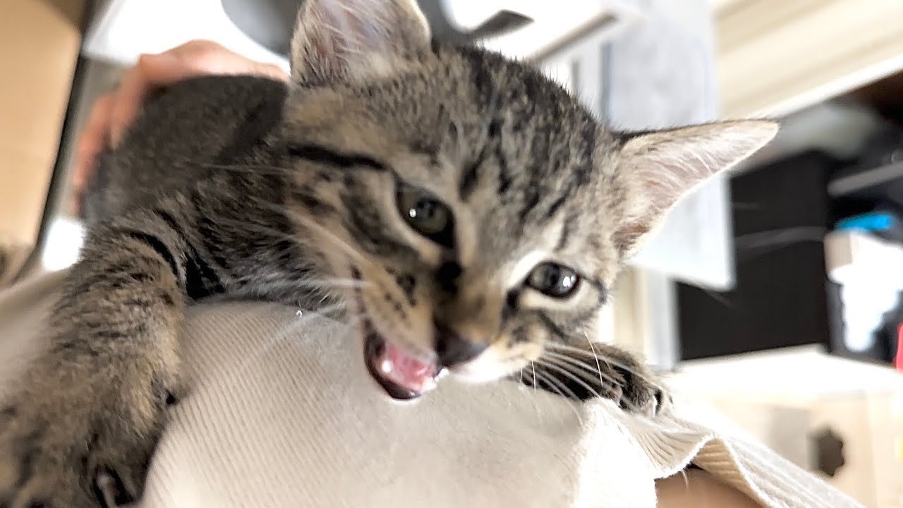 生後55日 体に飛びつき肩に登る子猫 【山菜兄妹#50】Kitten jumping up and down and climbing on shoulder