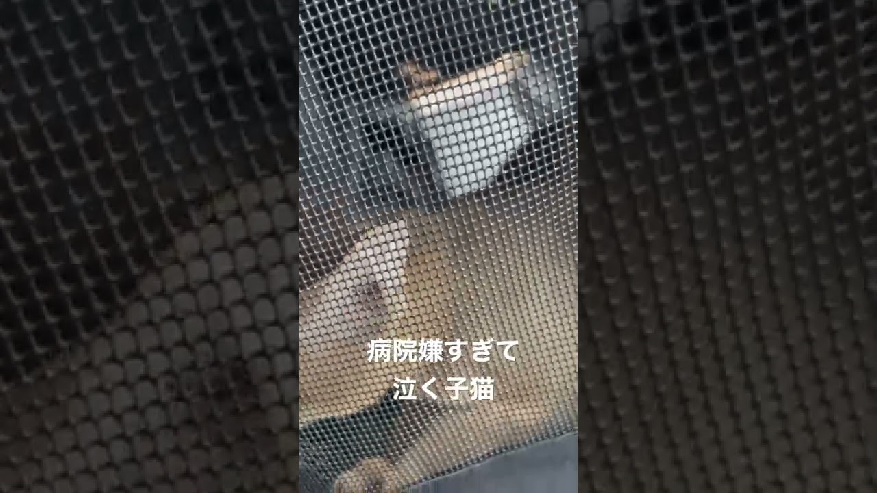 病院嫌すぎて泣く子猫#アビシニアン #子猫 #shorts
