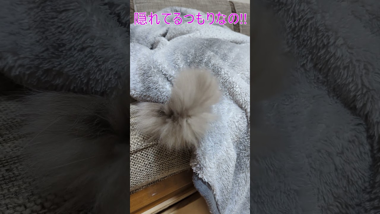 隠れてるつもりな子猫 #ラグドール #ブルーポイントバイカラー #こねこ #おもしろ