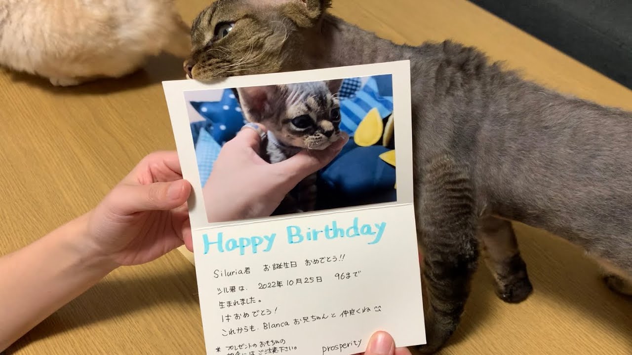 デボンレックス弟に誕生日プレゼントをいただきました(Birthday presents for Devon Rex cat)