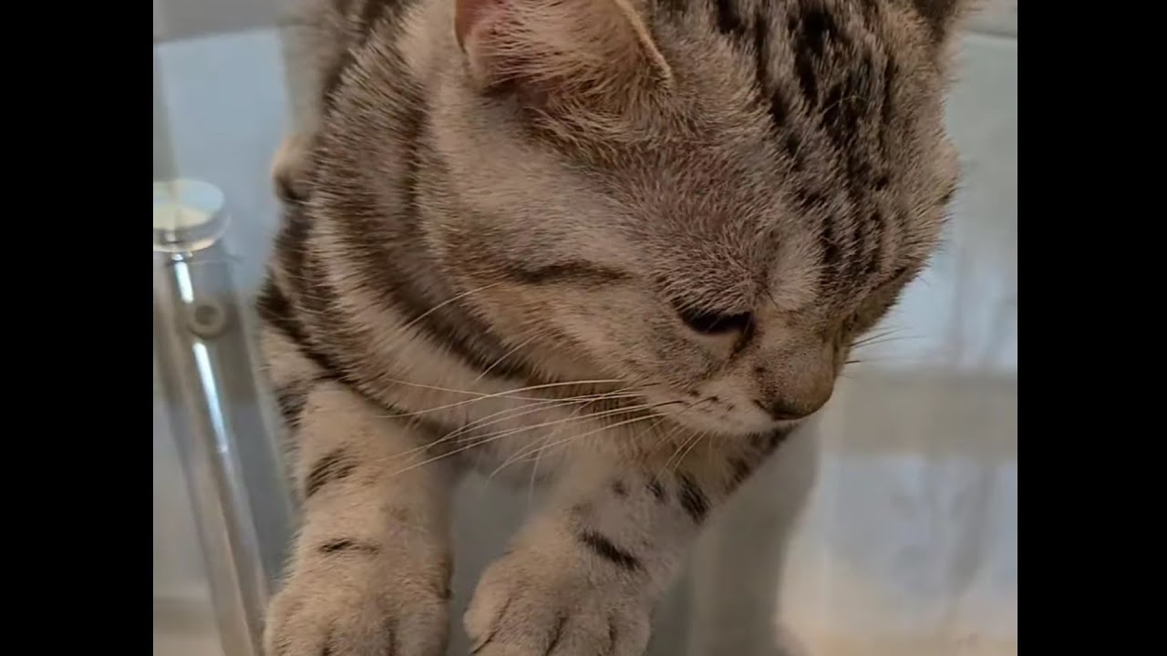 ☆彡【⑦図鑑と子猫】授業中ですよー　22話【トラなこアルバム】#shorts #短い動画#アメリカンショートヘアー #子猫#マンチカン