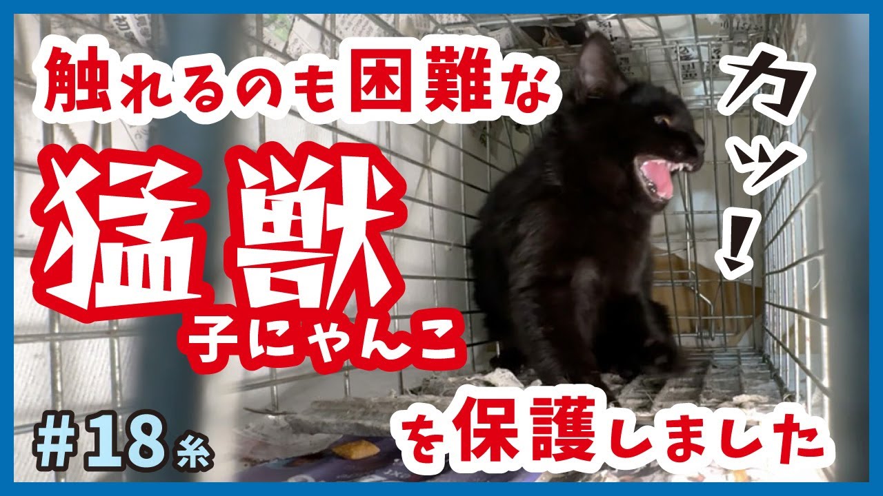 【保護 子猫 凶暴】危険な威嚇…子猫を保護したら、初期処置も困難なで触れない。【もふもふ兄弟・糸18】/cat and police