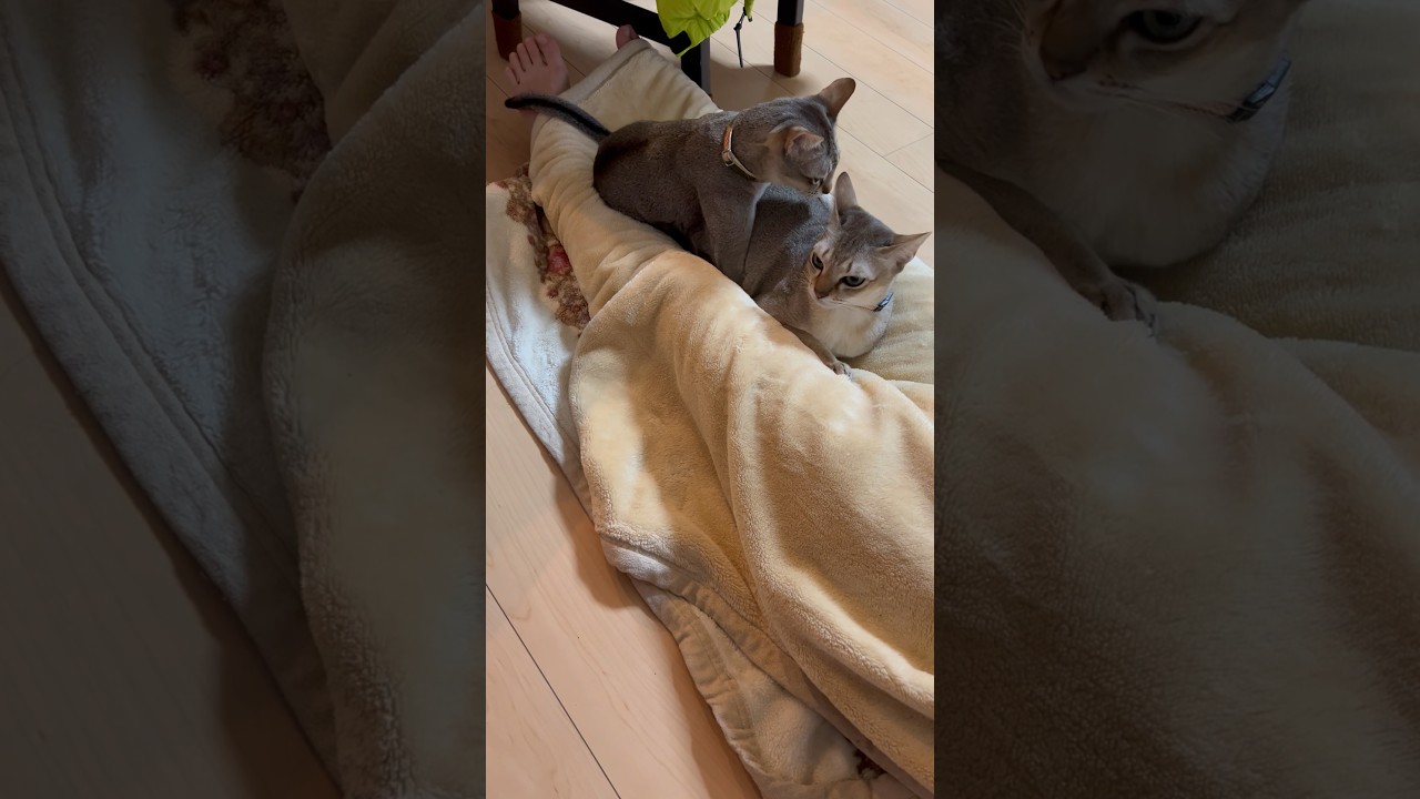 お母さんの脚の間で寝込むシンガプーラ兄弟