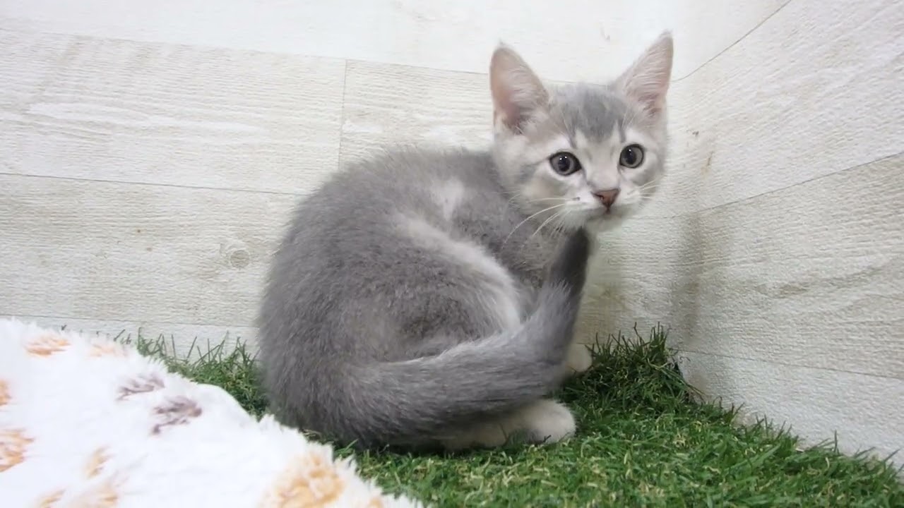 Coo&RIKU　No00656164 アビシニアン