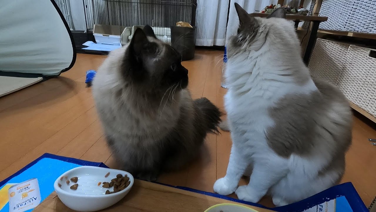 【子猫】【ラグドール】ご飯を食べながら、お互いが気になっるグリンとらん丸。#猫　#cat