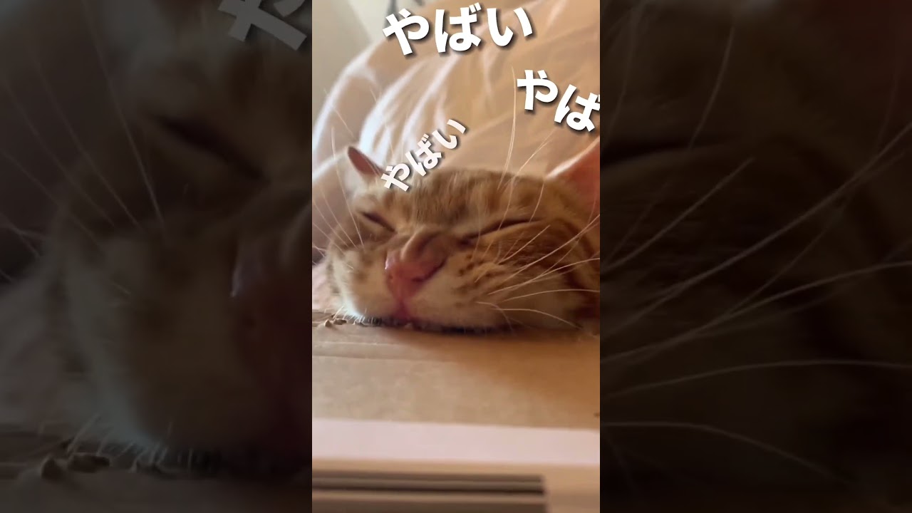 ヤバイ！ついに猫がおかしくなってしまいました。#shorts