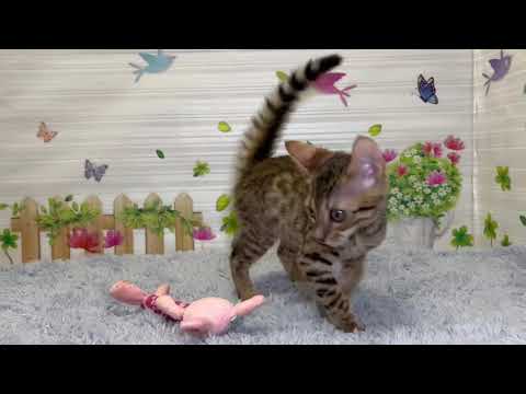 Coo&RIKU　No.648258　エジプシャンマウ