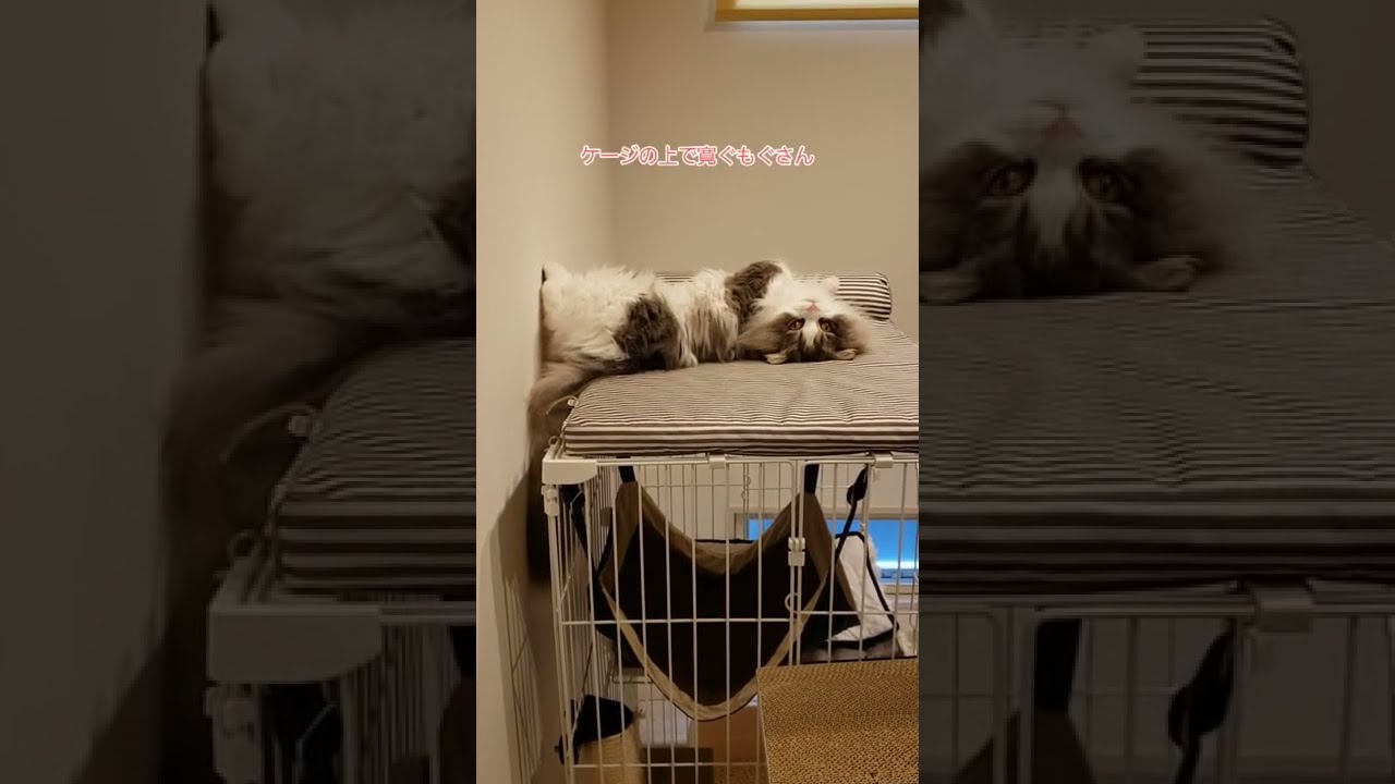 【マンチカン】寝癖を無かったことにするもふもふ猫😽#shorts  #マンチカン #猫