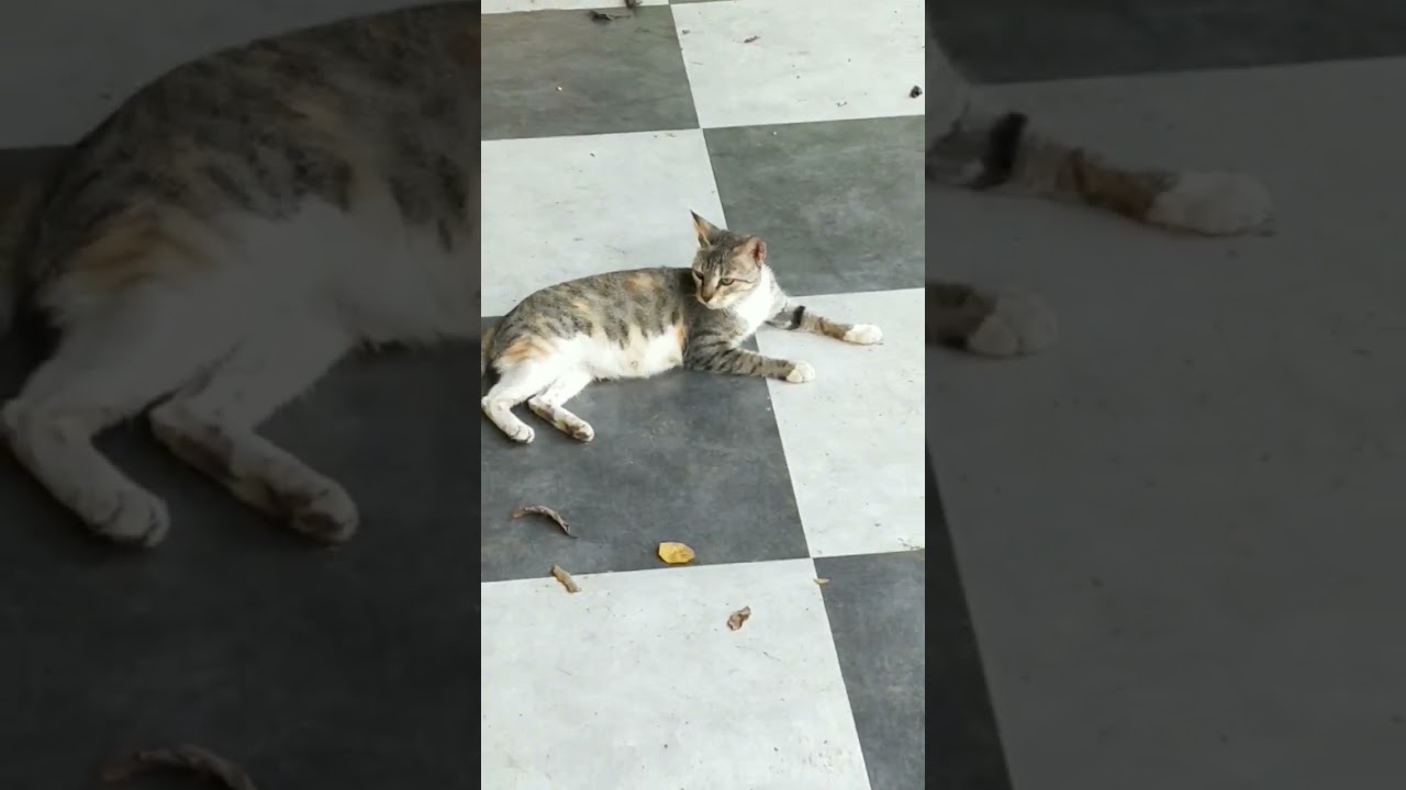 white cat vs brown cat