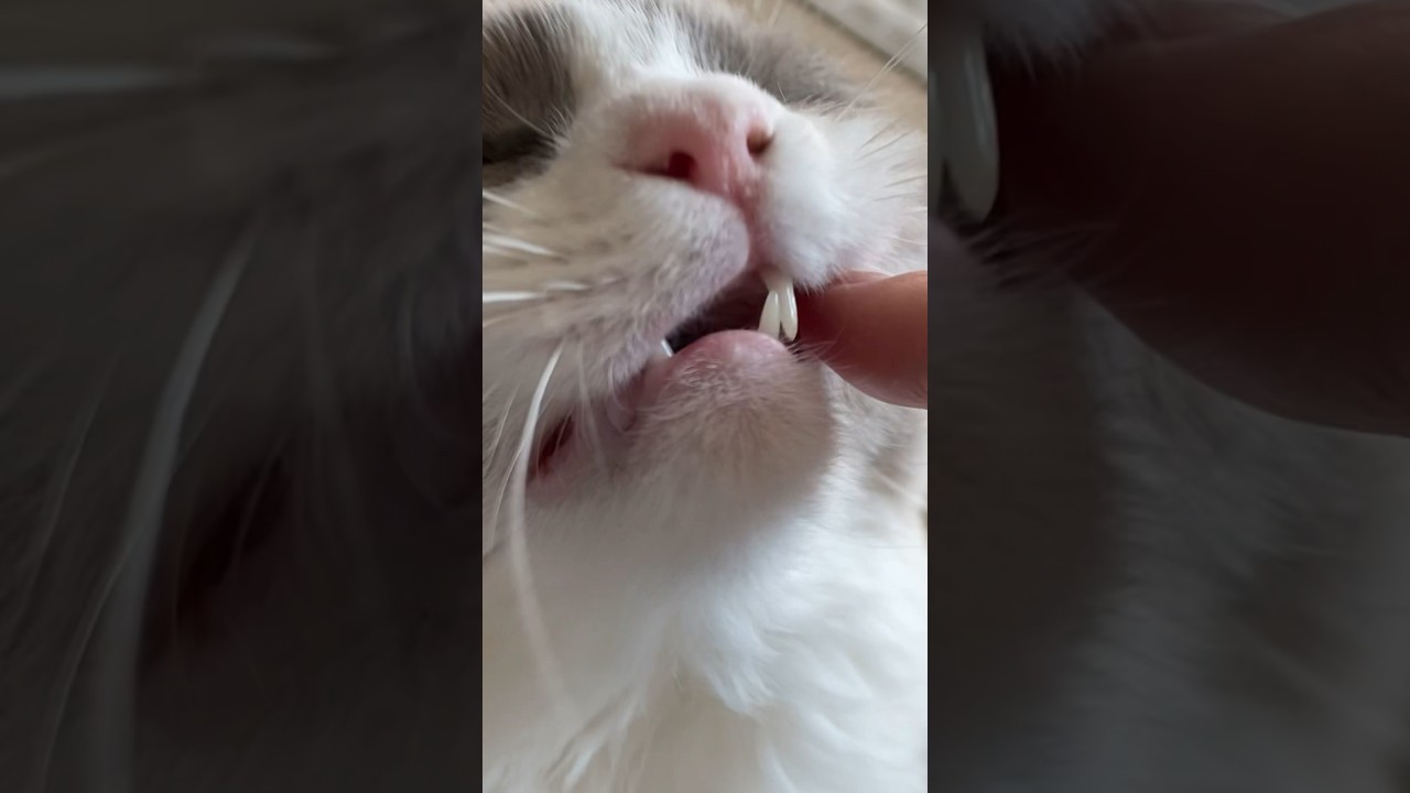 猫の歯磨き（歯茎すりすり）＝信頼の証 #ラグドール #眼振 #ragdoll #cat #बिल्ली #kошка #kucing #gato #kedi #shorts