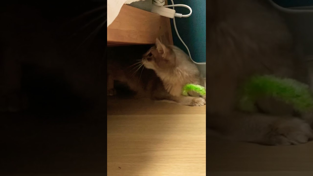 やっぱり猫じゃらしがお好き。#cat #猫 #ソマリ#猫じゃらし　#動画切り抜き