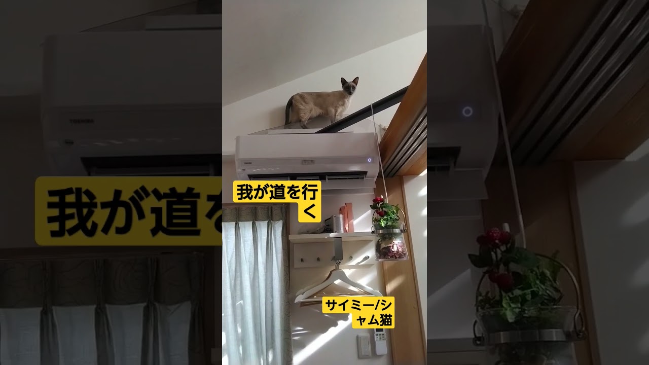 マイウェイ/シャム猫😺サイミー#ネコ