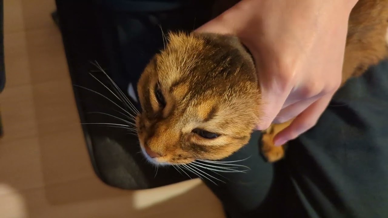【687日目】超ドリル #ソマリ #cat