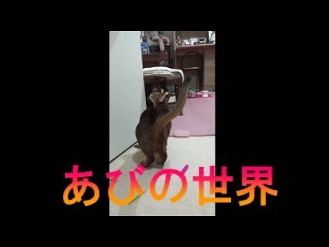 ネコ動画あび＃2571　あびの毎日　アビシニアン　あび