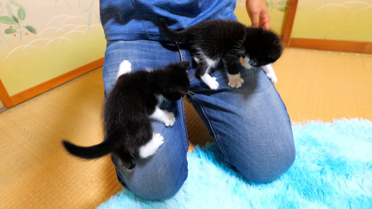 おもちゃ沢山増えたけど相変わらず隙があれば登って来る子猫達🐈🐈【道路のずぶ濡れ子猫保護5日目】