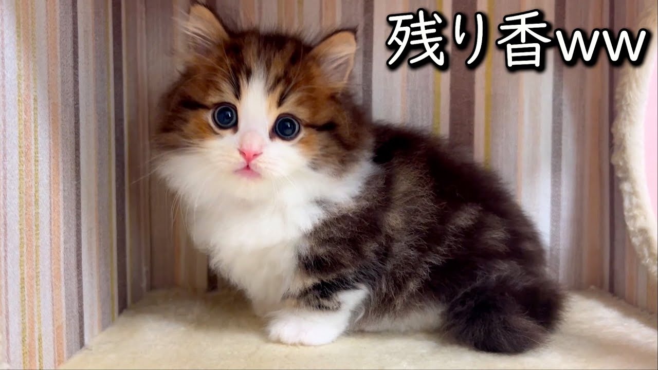 【マンチカンの子猫】先輩たちの残り香が気になって仕方がない子猫の件 ∼猫のいる生活Vol.851~ 出産動画 マンチカン短足・ミヌエット・ペルシャ猫専門ブリーダー『ペット蔵人』【子猫の成長記録】