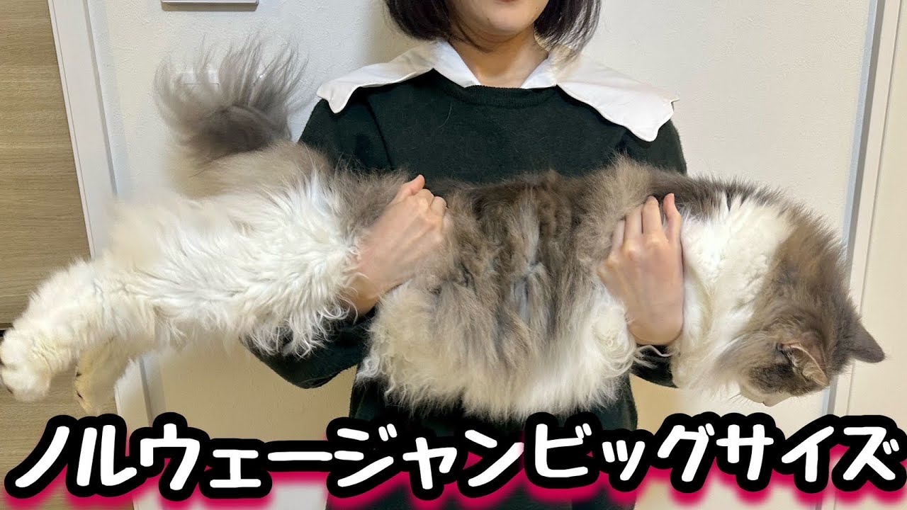 【北欧の大型猫】ノルウェージャン4歳の長さはこうなりました❗️