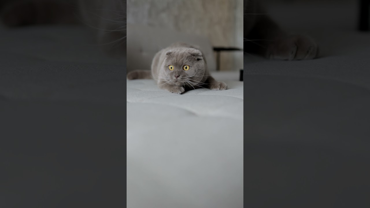 Brown cute cat #short#cat