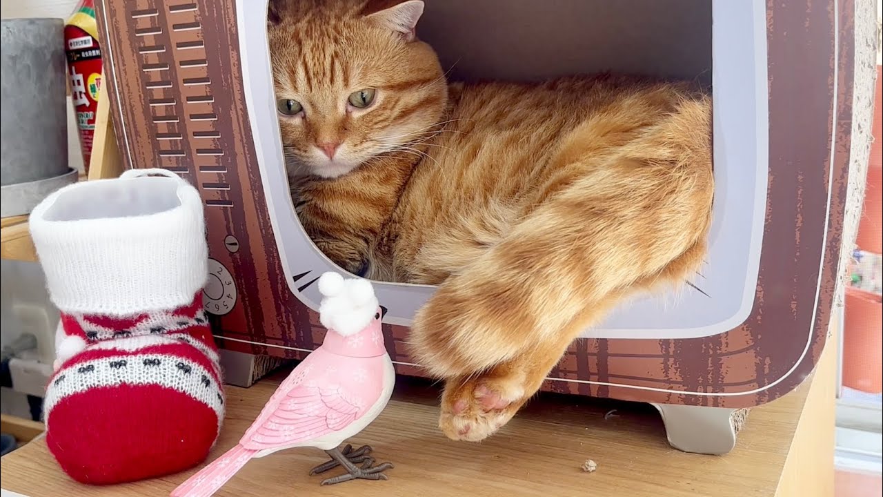 マンチカンのぽちゃくんのところに鳥さんがやってきてクリスマスソングを歌ったら...！ #猫 #マンチカン