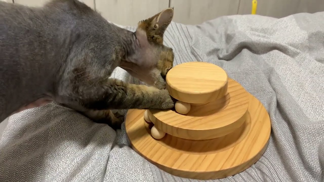 デボンレックス弟とおやつ取り出しゲームで遊びました(Letting Devon Rex cat find some food hidden in the wooden toy)