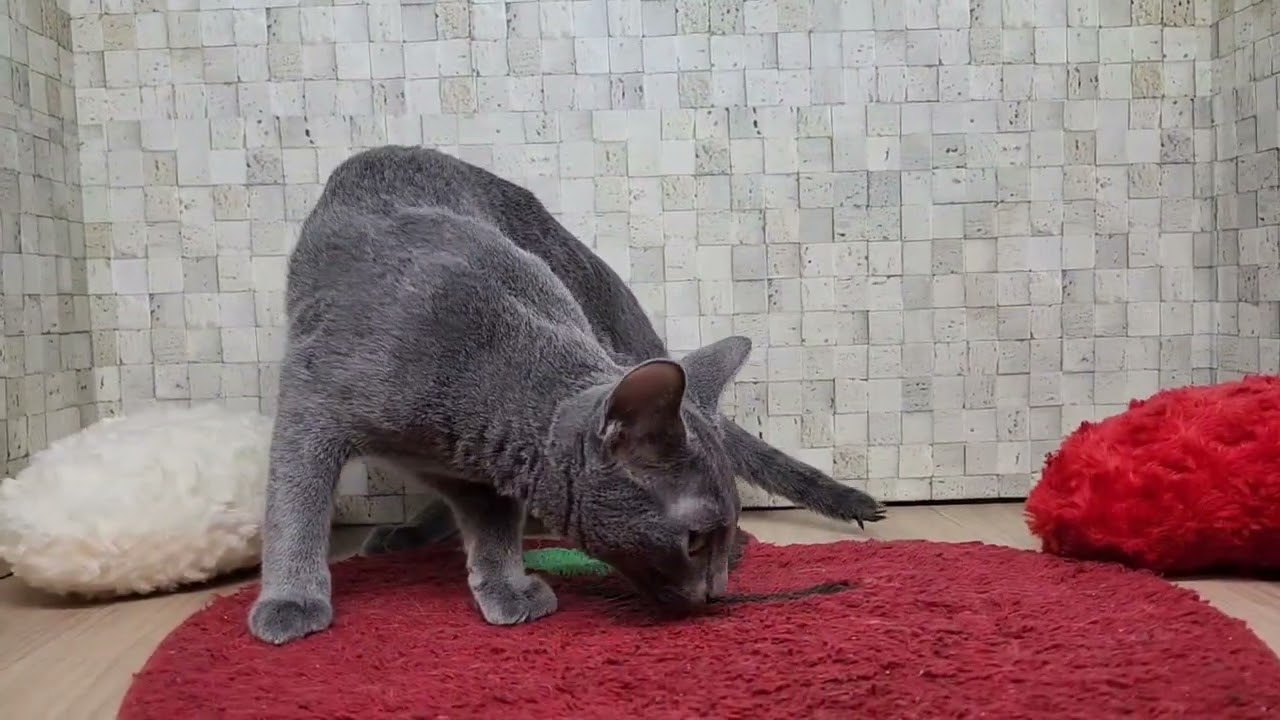 Coo&RIKU　No00646345ロシアンブルー