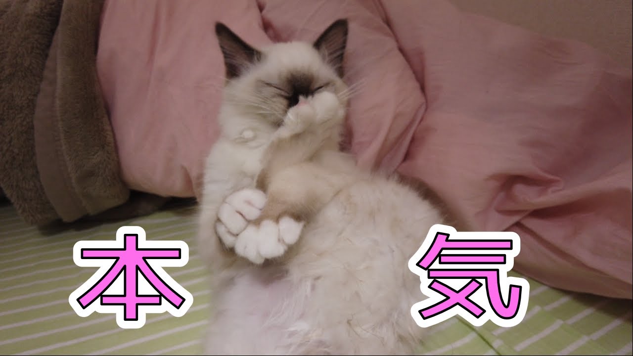 子猫の無限毛づくろい動画【バーマン】