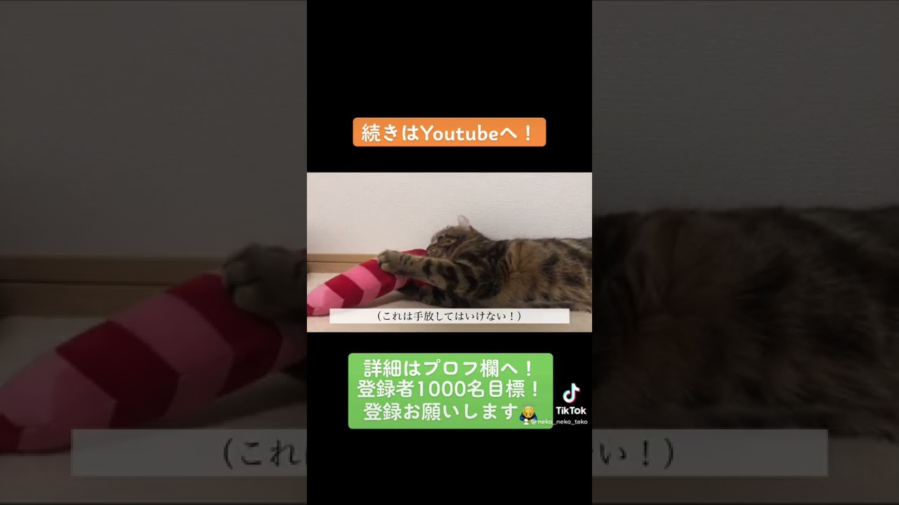 エビで戯れるアメリカンカールが可愛い💕