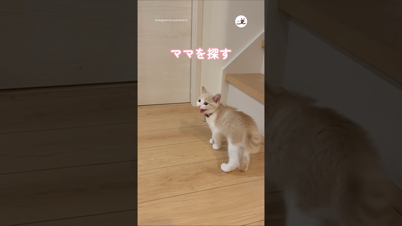 ママを探す子猫｜PECO #子猫 #マンチカン #子猫の鳴き声 #子猫のいる生活 #愛猫家 #kitten #munchkin #kittenmeowing #kittenlife