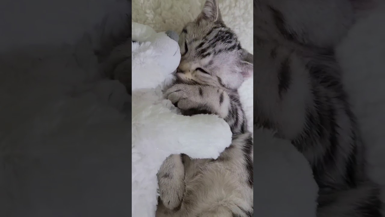 ☆彡44話【トラなこアルバム】#shorts #短い動画#アメリカンショートヘアー #おしゃべりする子猫#天使なこ#子猫#マンチカン