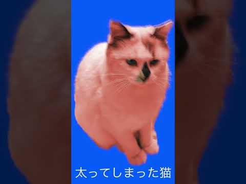 【保護猫】太ってしまった猫【野良猫】 #shorts