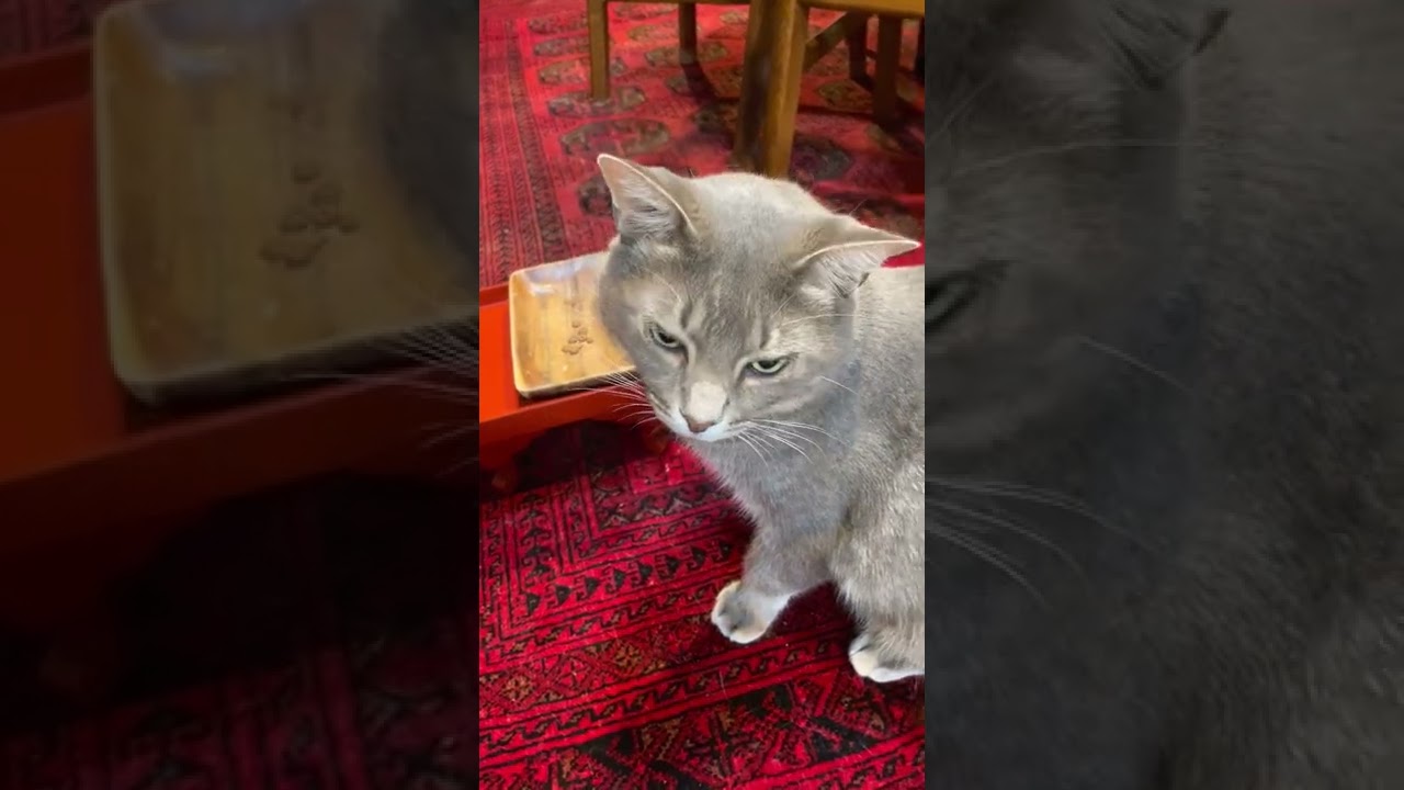 #風の猫　朝ごはんが終わっても同じ場所にいるので..　まだ食べたいのかとカリカリを入れても..　アレ？..　カップじゃないの？..　カップどこ？..　と、踏み台に乗る猫…　#shorts