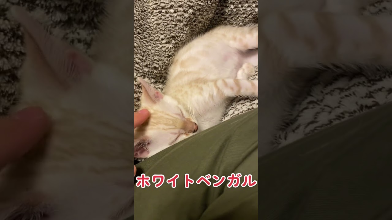 【子猫動画】生後3ヶ月半！　可愛くてごめん… ホワイトベンガル　スヤスヤ中💤　ベンガル　ベンガル子猫　ネコ　ねこ