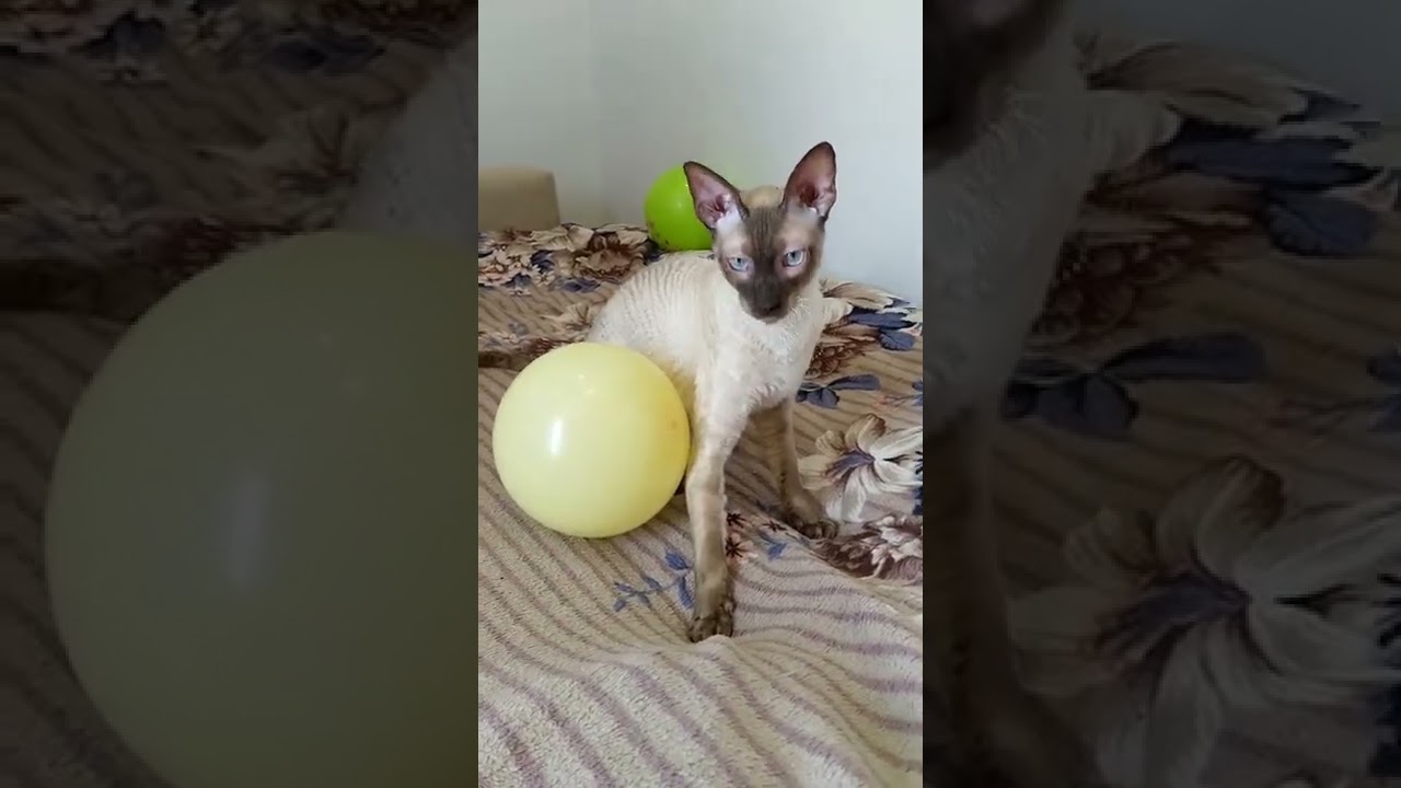 У кота корнишон Брюлика сегодня нет настроения