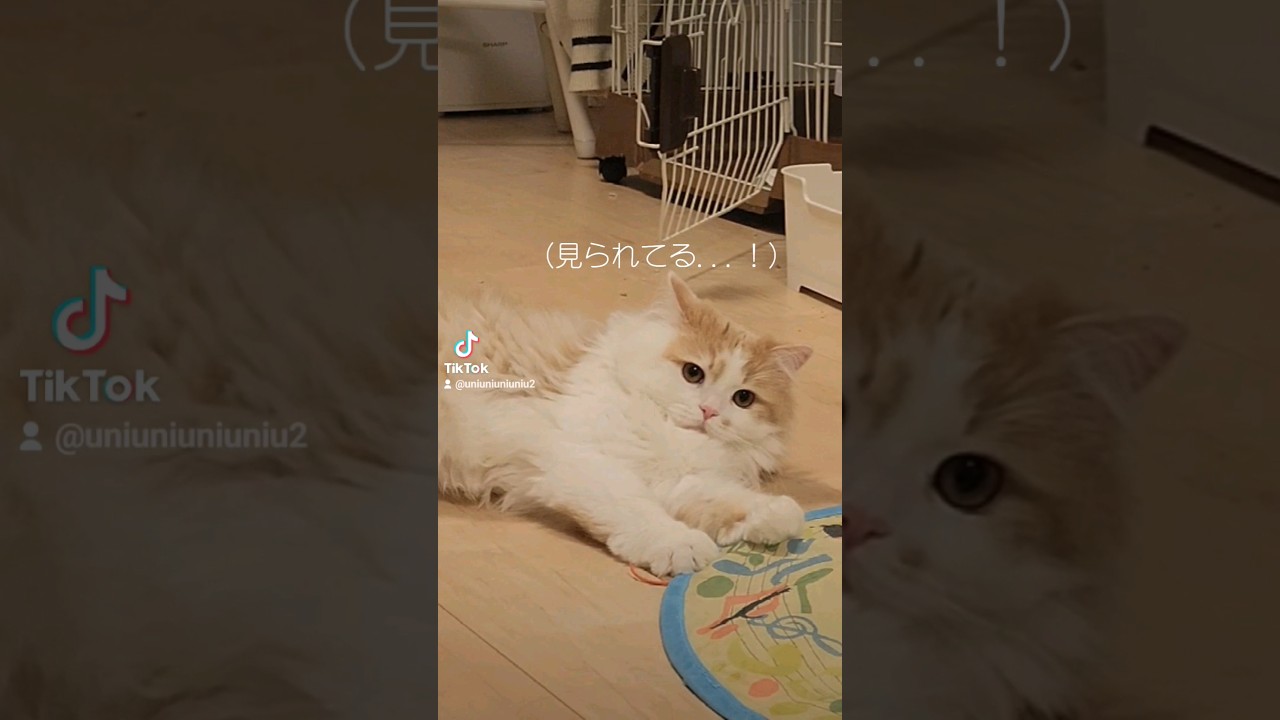 ほんとは遊びたい猫 #cat #ラガマフィン #猫のいる暮らし