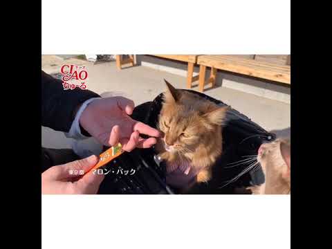 ソマリのソマにゃんずのちゅ〜る動画