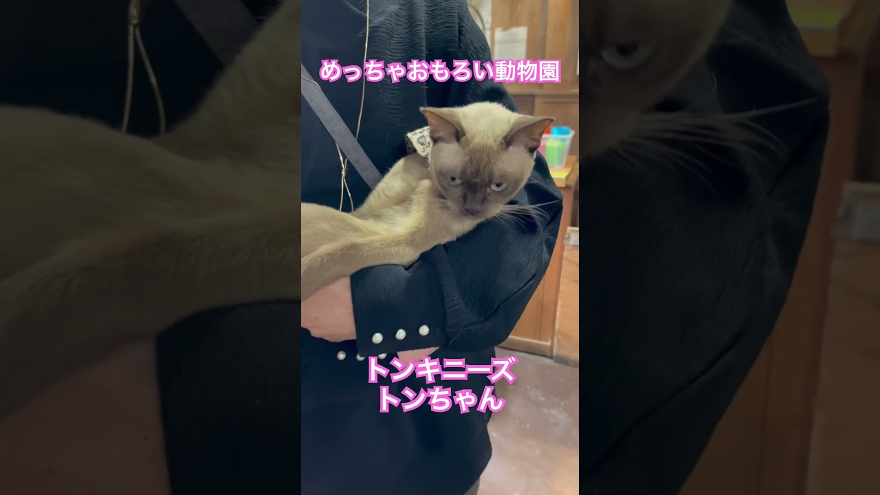 めっちゃおもろい動物園　８　トンキニーズ　トンちゃん