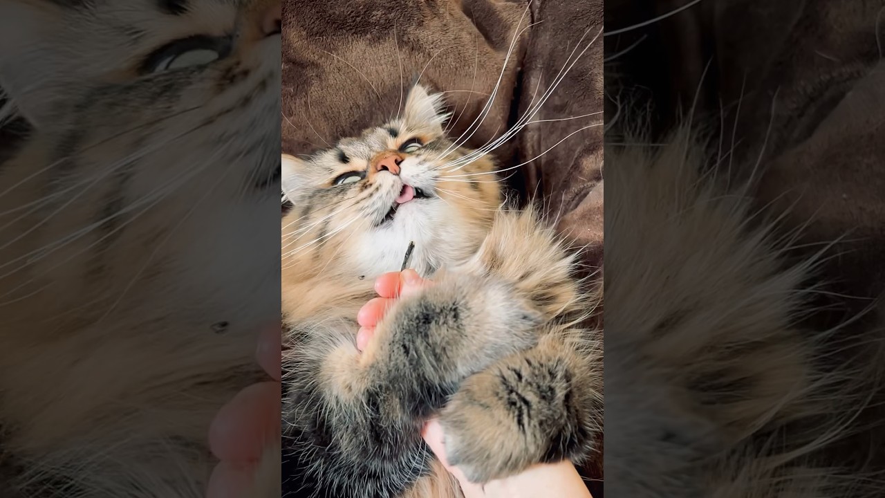 くしゃみ止まらんかった #ねこ #cat #サイベリアン