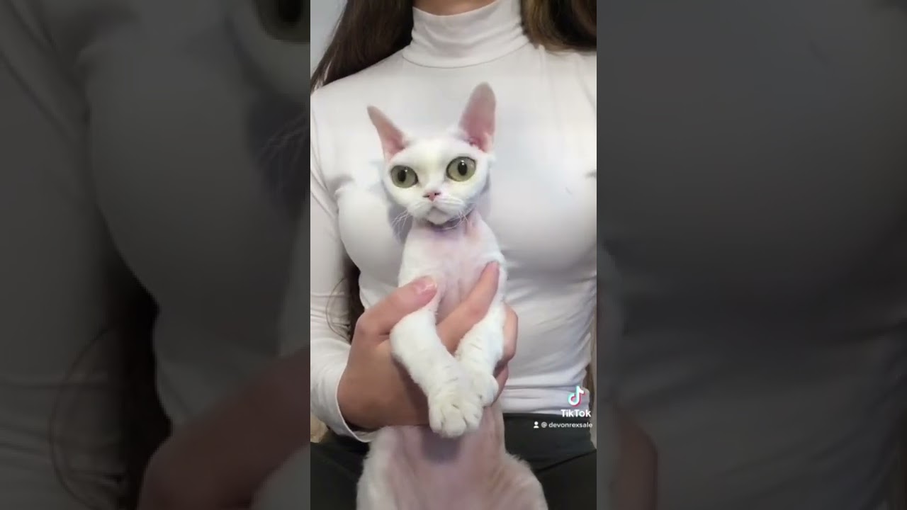 Devon Rex, девон-рекс
