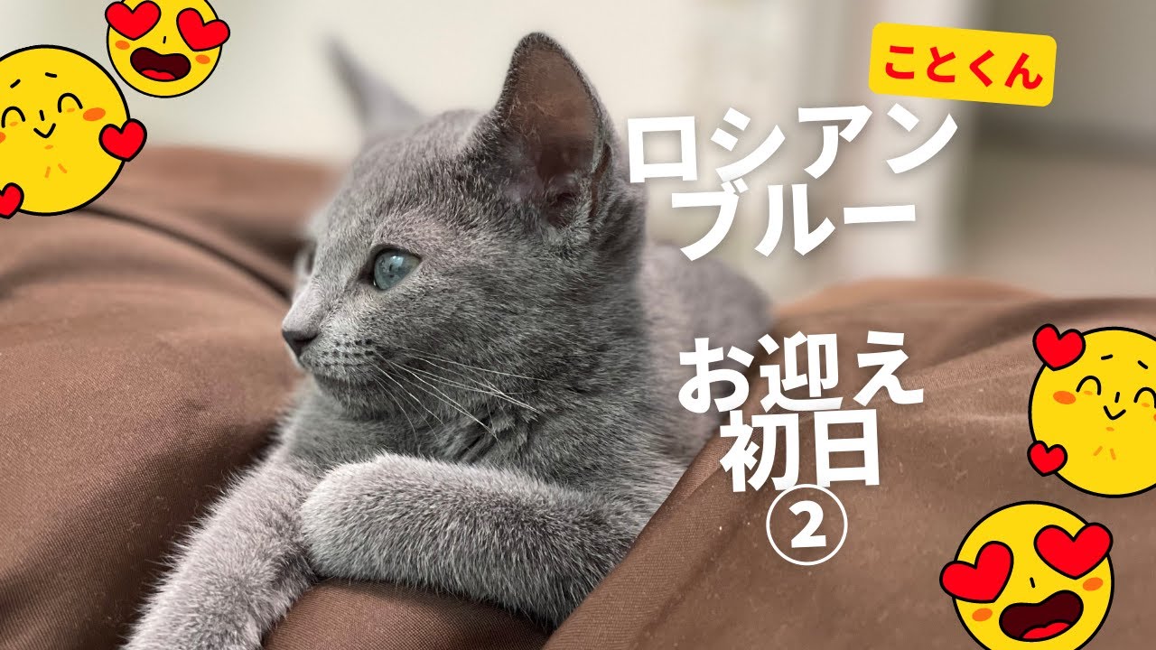 まさかのスキップが可愛すぎたお迎え初日②【ロシアンブルーことの日常】