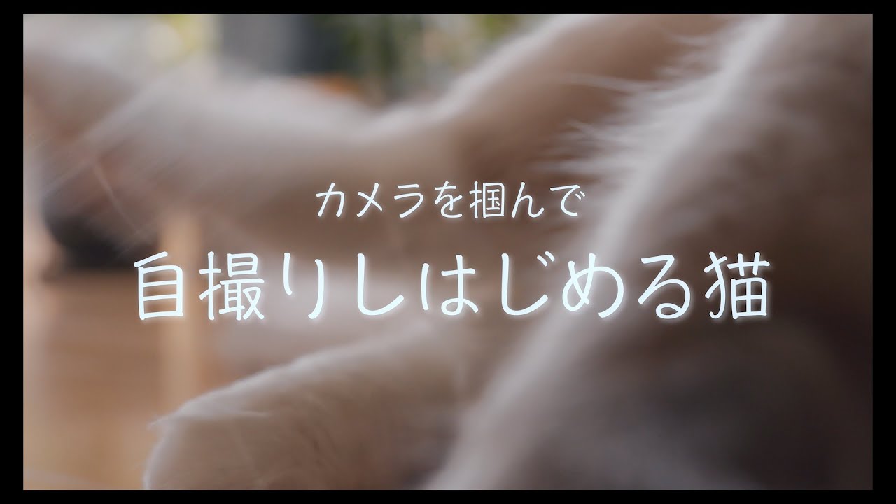 急に自撮りを始める猫　#猫 #ラグドール #ragdollcat
